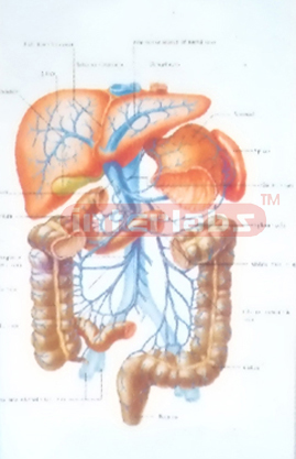 HANGING HUMAN PORTAL VEIN SYSTEM